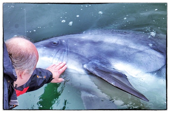 Dusty Dolphin