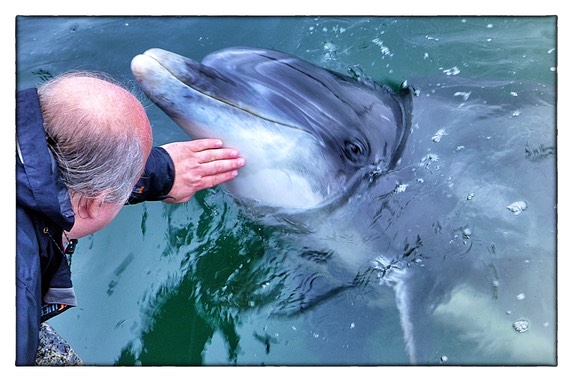 Dusty, Dolphin